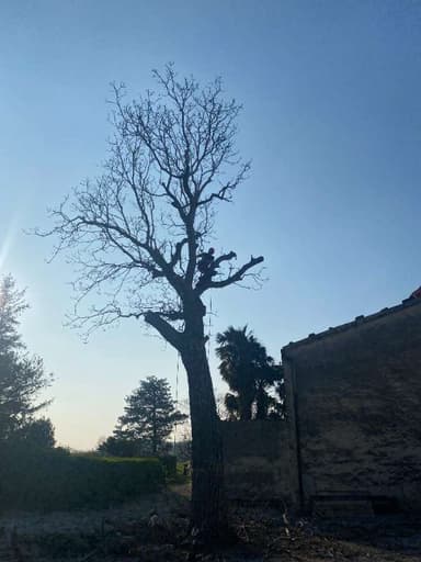 Obrezovanje drevesa s pomočjo motorne žage