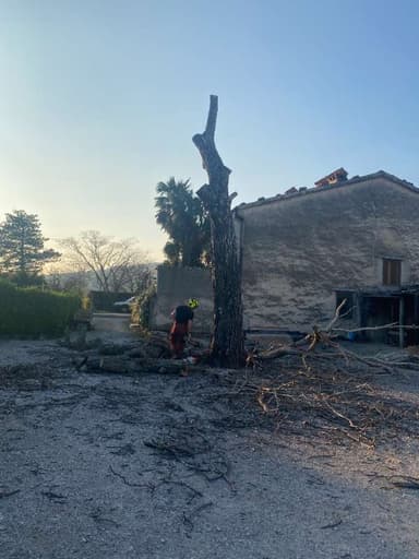 Obrezovanje drevesa s pomočjo motorne žage