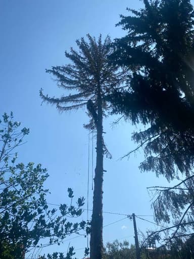 Obrezovanje drevesa s pomočjo motorne žage